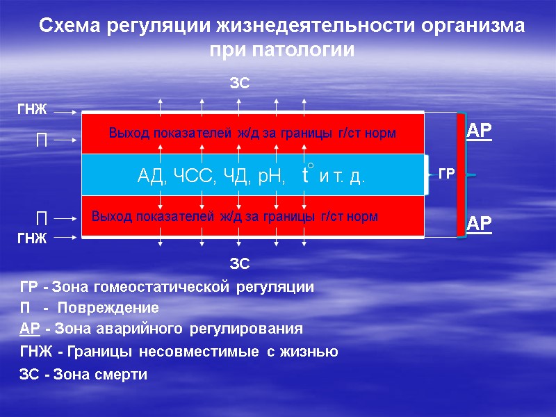 Схема регуляции жизнедеятельности организма  при патологии ГР АР АР П П ГР -